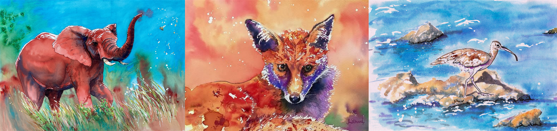 Wonder in Wildlife - Jaci Stroud