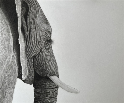 Drawn to the Wild - Paul Gibson