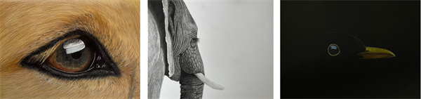 Drawn to the Wild - Paul Gibson