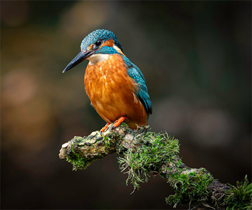 Nature from my Doorstep - Adam Reah