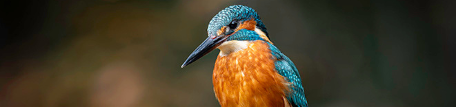 Nature from my Doorstep - Adam Reah