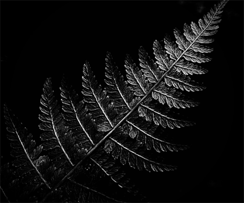 Ferns in the Dales - Sophie Tarran