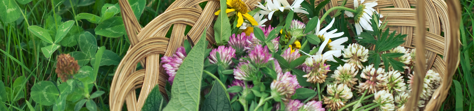 Forage and Feast Workshop: Foragebox