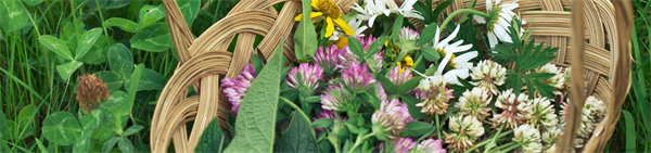 Forage and Feast Workshop: Foragebox