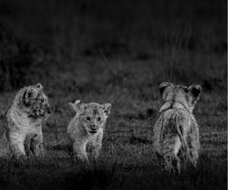 Lions of the Masai Mara - Keith Markillie