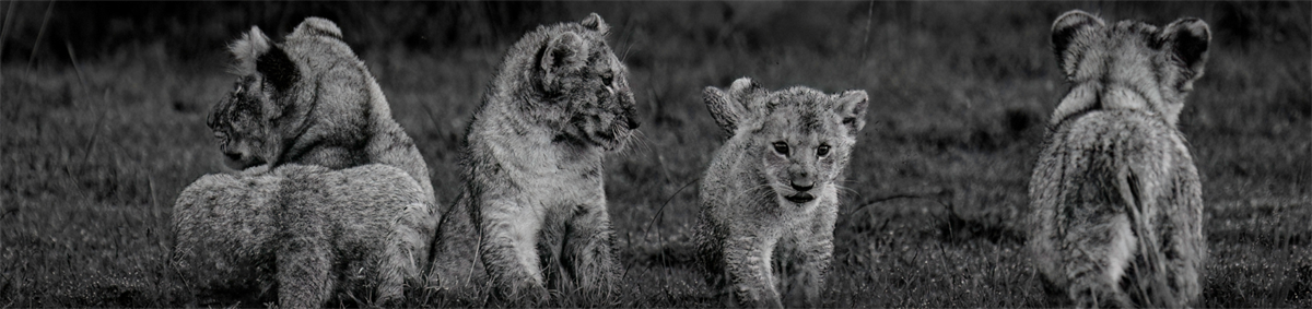 Safari Wildlife - Keith Markillie