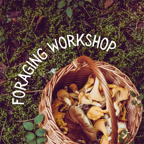 AN INTRODUCTION TO FORAGING